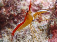 Gapang House Reef (2) [ 20 images ]